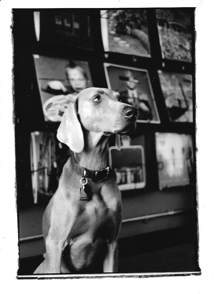 A gray weimaraner sits in front of a wall display of vinyl record albums.